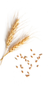 Результат пошуку зображень за запитом колоски пшениці